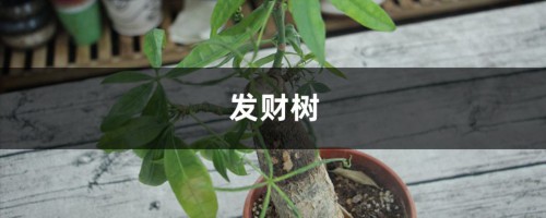 栀子长寿发财树天一热就打蔫？这么做，2天就能满血复活！