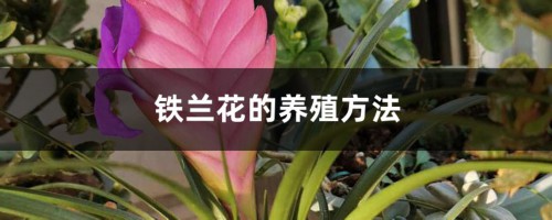 铁兰花的养殖方法