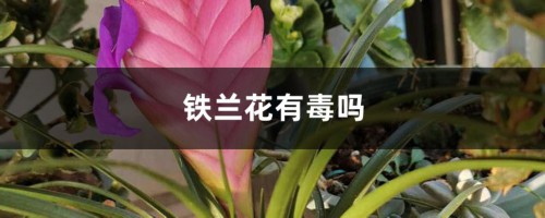 铁兰花有毒吗