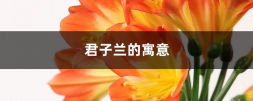 君子兰的寓意