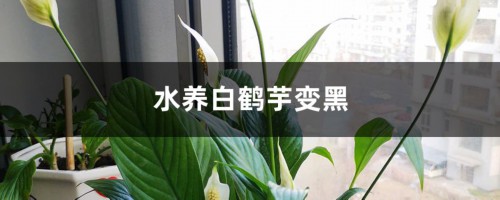 水养白鹤芋变黑怎么办