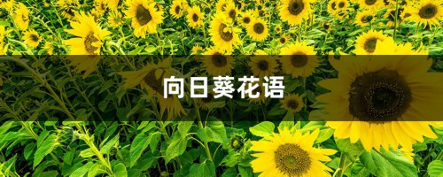 向日葵花语，适合送给什么人