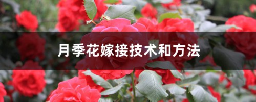 月季花嫁接技术和方法