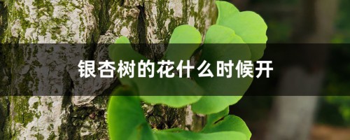 银杏树的花什么时候开