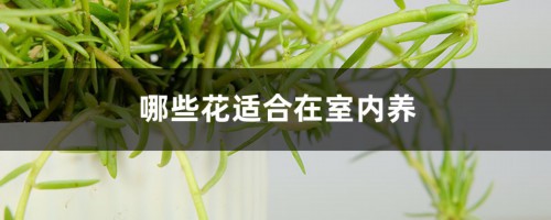 哪些花适合在室内养