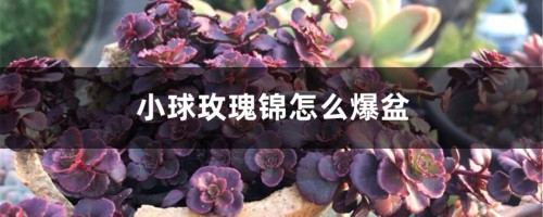 小球玫瑰锦怎么爆盆