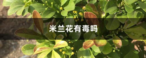 米兰花有毒吗