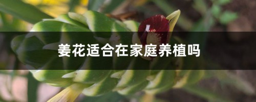 姜花适合在家庭养植吗