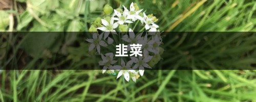 奶奶在邻居家割了把韭菜，给孙子包饺子，吃完立马中毒了！