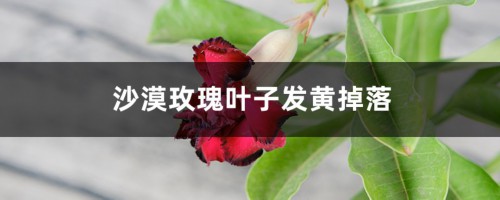 沙漠玫瑰叶子发黄掉落怎么办