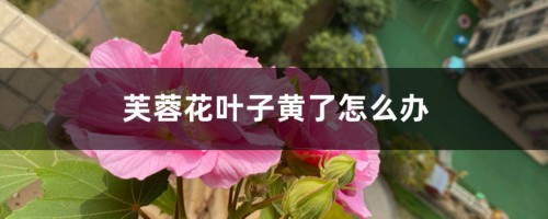 芙蓉花叶子黄了怎么办