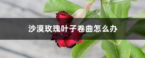 沙漠玫瑰叶子卷曲怎么办