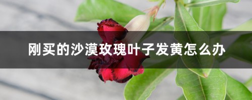 刚买的沙漠玫瑰叶子发黄怎么办