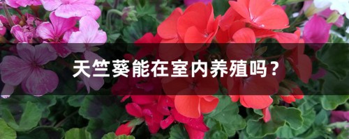 天竺葵能在室内养殖吗？