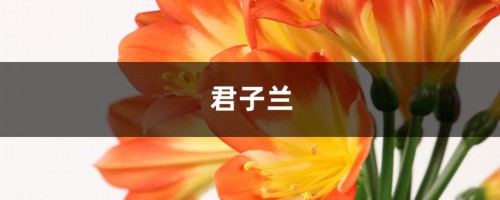 他家的君子兰，大热天竟然开成了花球，1个花苞长40朵！