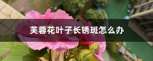 芙蓉花叶子长锈斑怎么办