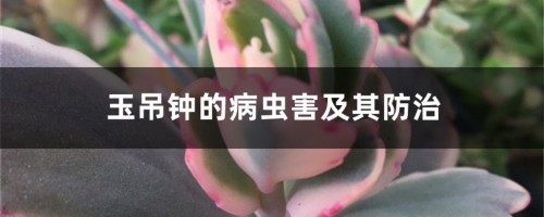 玉吊钟的病虫害及其防治