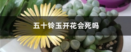 五十铃玉开花会死吗