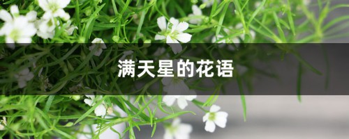 满天星的花语