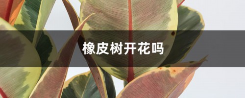 橡皮树开花吗