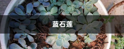 蓝石莲长侧芽了怎么办,这样一弄轻松搞定！