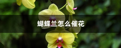 蝴蝶兰怎么催花