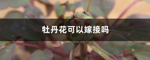 牡丹花可以嫁接吗